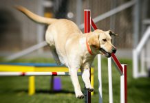 Agility Turnier Hund