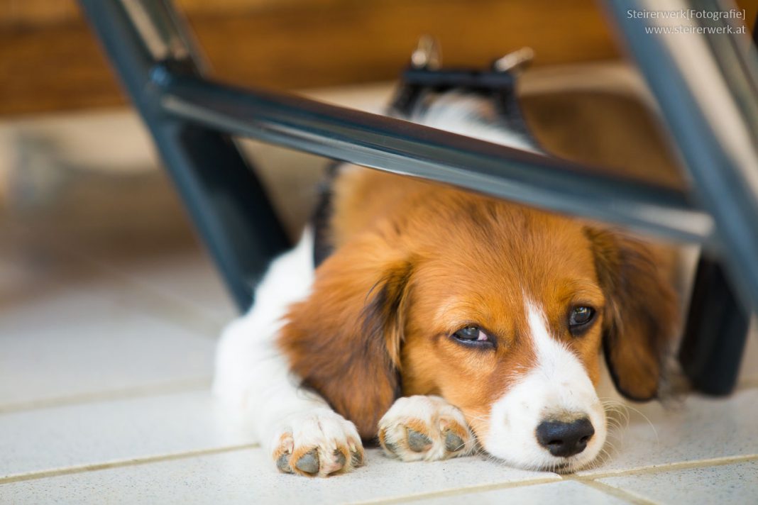 Corona Lockdown Tipps zur Beschäftigung für Hunde zu Hause