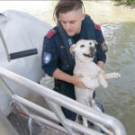 Hund Donau Wasserpolizei Rettung