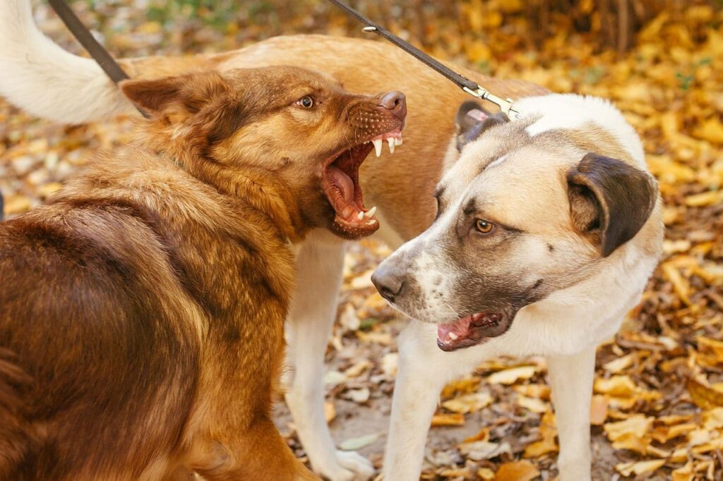 Hunde &amp; Corona Die plötzliche Tierliebe und ihre bissigen Folgen