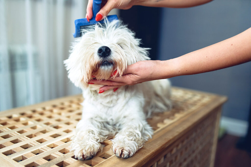 Fellpflege beim Hund