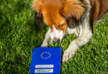 EU-Heimtierausweis für Hund