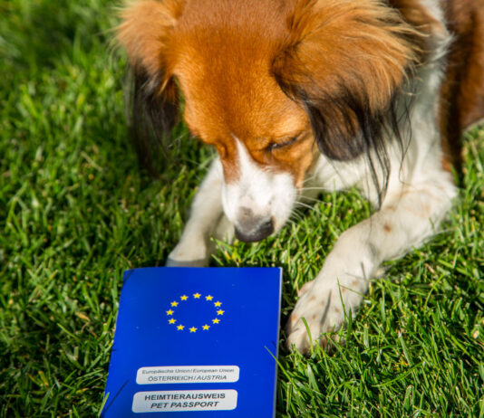 EU-Heimtierausweis für Hund