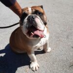 Englische Bulldogge Helmut