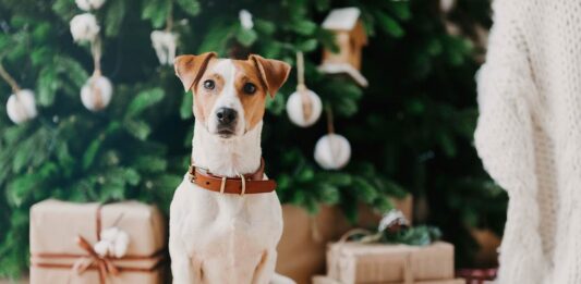 Hund Weihnachten Geschenke