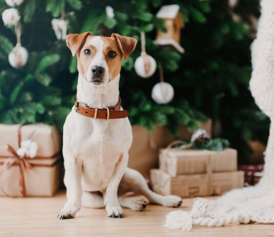 Hund Weihnachten Geschenke