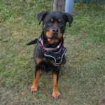 Rottweiler ausgesetzt Wien