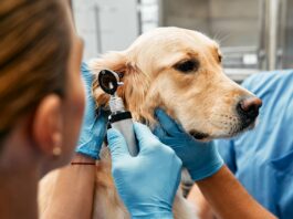 Vorsorgeuntersuchung beim Hund