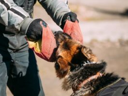 Schäferhund Attacke