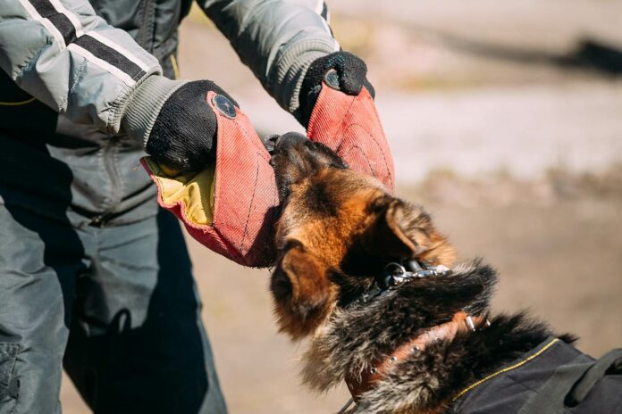 Schäferhund Attacke