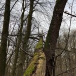 Hund klettert auf Baum im Wald