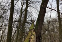 Hund klettert auf Baum im Wald