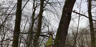 Hund klettert auf Baum im Wald