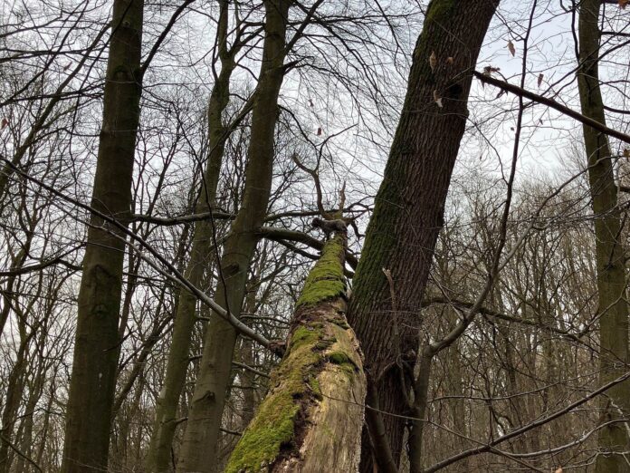 Hund klettert auf Baum im Wald