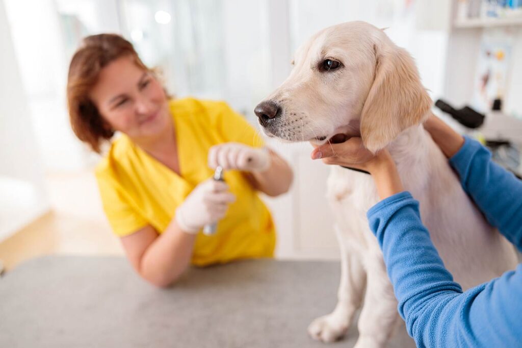 Untersuchung Hund beim Tierarzt